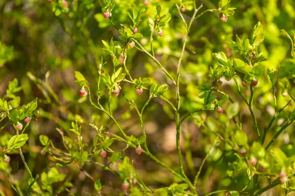 初夏の緑の茂みに熟していない赤みを帯びたブルーベリー太陽の光の光で 選択的焦点 ぼやけた背景 — ストック写真