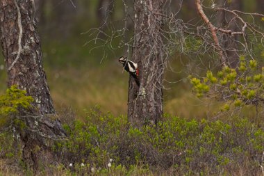 Bataklıkta bir çam ağacının üzerinde oturan çok renkli ağaçkakan..