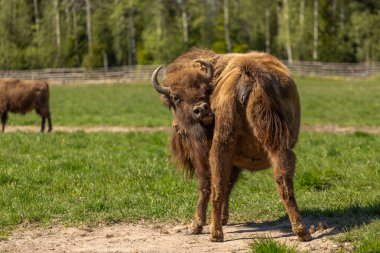 İsveç ulusal parkında yeşil bir çayırda Bison sürüsü. Seçici odak