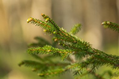 Genç filizleri olan küçük yeşil bir çam ağacı. Seçici odak, bulanık arkaplan