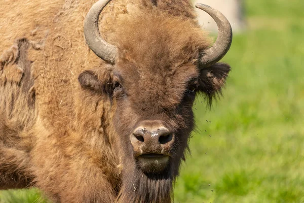 Portrait Buffalo Walking Green Meadow Sweden National Parks — Stock Photo, Image