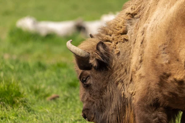 Porträt Eines Büffels Auf Einer Grünen Wiese Schwedens Nationalparks — Stockfoto