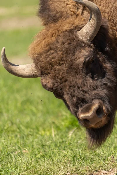 Portrait Buffle Dans Une Prairie Verte Arrière Plan Parc National — Photo