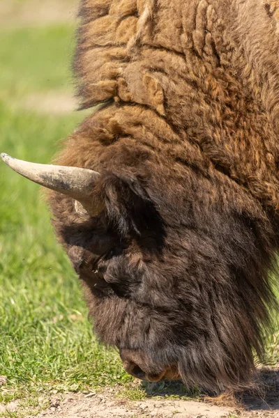 Portrait Buffle Dans Une Prairie Verte Dans Parc National Suède — Photo