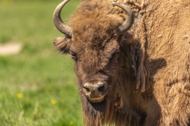 Arka planda yeşil bir çayırda bir bufalonun portresi. İsveç Ulusal Parkı