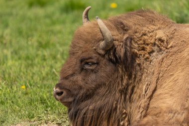 Kocaman bir bufalo çimlere uzanıyor, doyurucu bir öğle yemeğinden sonra dinleniyor..