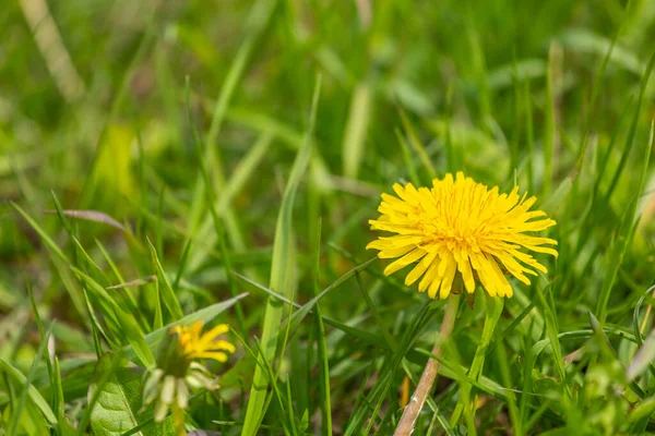 Eine Gelbe Löwenzahnblüte Grünen Gras — Stockfoto