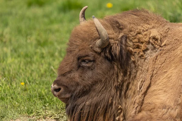 Énorme Buffle Couché Sur Herbe Reposant Après Déjeuner Copieux — Photo