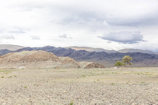 Zielona Oaza Skalistej Ziemi Altai Góry Mongolia — Zdjęcie stockowe