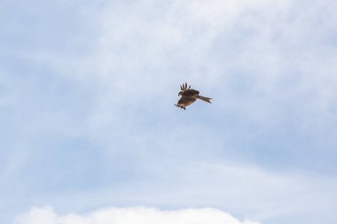 Şahin, Moğolistan 'daki Altai Dağları' nın bozkırında gökyüzünde uçuyor.