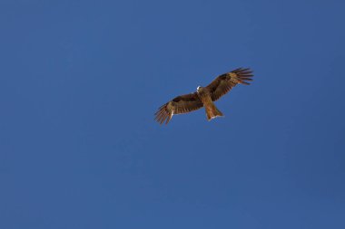 Şahin, Moğolistan 'daki Altai Dağları' nın bozkırında gökyüzünde uçuyor.