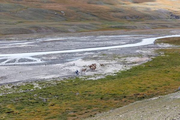 Motosikletliler Develerin Yanında Geziyor Altai Dağlarındaki Moğol Manzaraları Geniş Bir — Stok fotoğraf