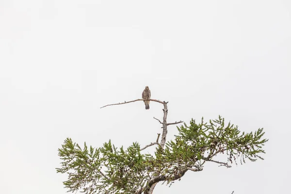 Ein Falke Hält Ausschau Nach Beute Der Auf Der Spitze — Stockfoto