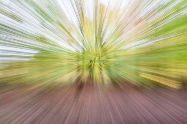 Soyut fotoğraf, sonbaharda orman hareket ve yakınlaştırmanın farklı etkileriyle fotoğraflanmış. Renkli desenli arka plan. uzun deklanşör hızı.
