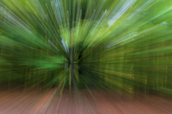 Streszczenie Zdjęcia Las Podsumowaniu Sfotografowany Różnymi Efektami Ruchu Zoomu Kolorowe — Zdjęcie stockowe
