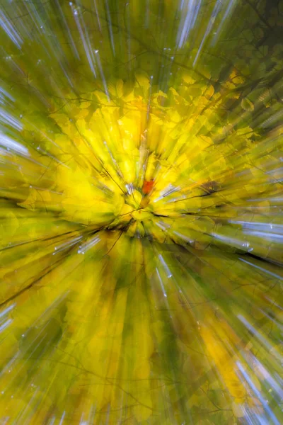 Abstract Photo Forest Autumn Photographed Different Effects Motion Zoom Colorful — Stock Photo, Image