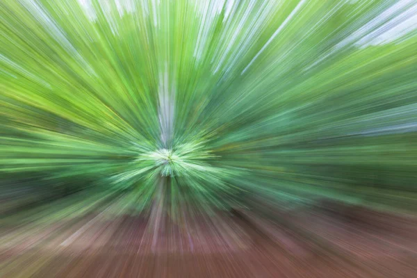 Photo Abstraite Forêt Été Photographiée Avec Différents Effets Mouvement Zoom — Photo