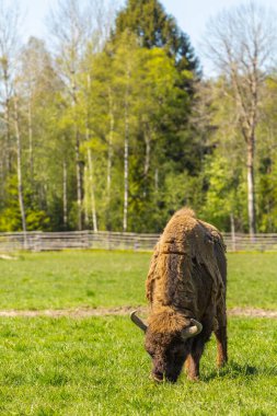 İsveç Ulusal Parkı 'ndaki yeşil çayır üzerinde Bizon.