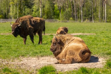 Buffalo sürüsü İsveç ulusal parkında yeşil bir çayırda. Seçici odak.