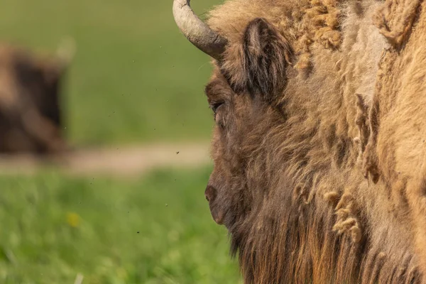 Arka planda yeşil bir çayırdaki bizon portresi. İsveç Ulusal Parkı