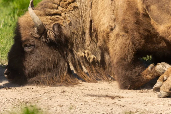 Buffalo Fica Poeira Parque Nacional Suécia — Fotografia de Stock