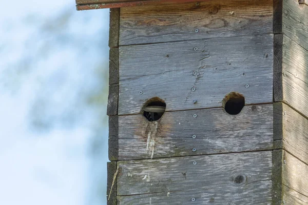 Nestbox Árbol Mamá Papá Pájaro Voló Caja Del Nido Para — Foto de Stock