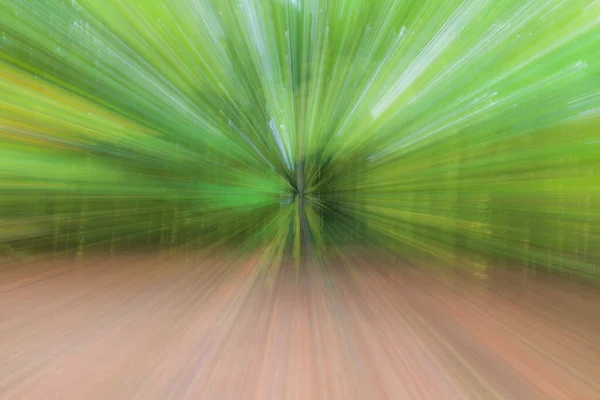 Abstraktes Foto Wald Summa Fotografiert Mit Verschiedenen Effekten Von Bewegung — Stockfoto