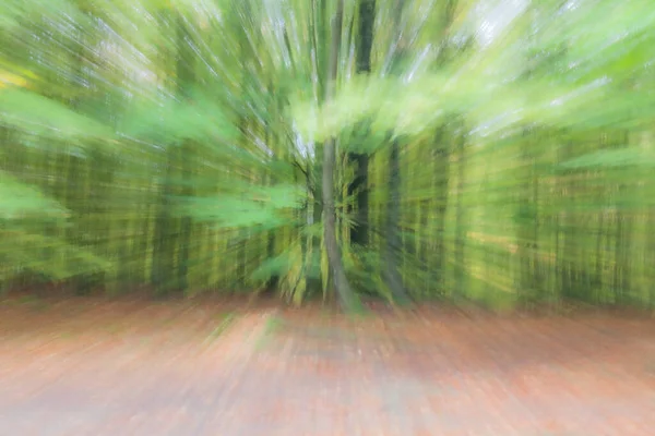 Photo Abstraite Forêt Été Photographiée Avec Différents Effets Mouvement Zoom — Photo