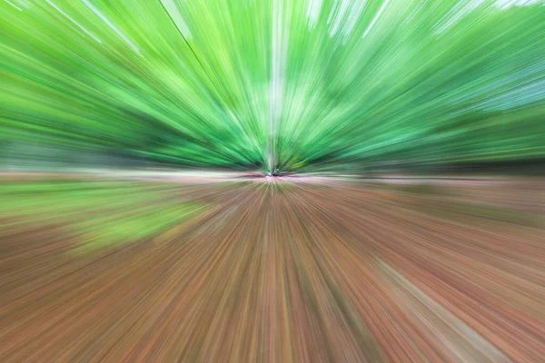 Photo Abstraite Forêt Été Photographiée Avec Différents Effets Mouvement Zoom — Photo