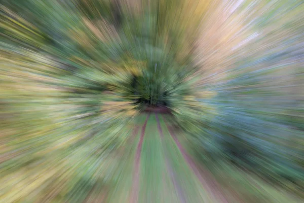 Streszczenie Zdjęcia Leśna Droga Skrócie Sfotografowana Różnymi Efektami Ruchu Zoomu — Zdjęcie stockowe