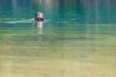 Maskeli dalgıç suya dalıyor, kameraya bakıyor. Yüzeyde baş.