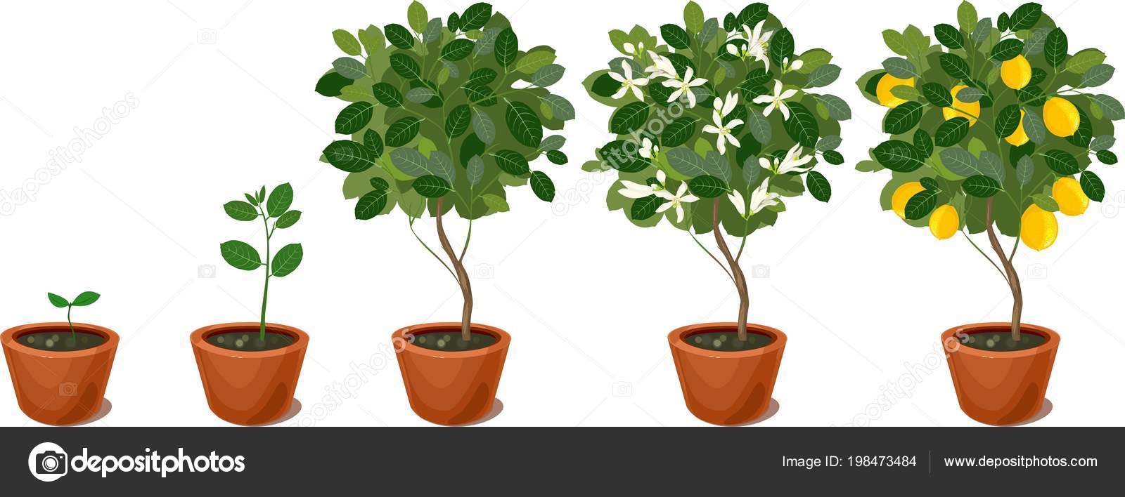 Free Free Plant Life Cycle Svg 209 SVG PNG EPS DXF File