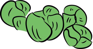 Lahana beyaz arka plan üzerinde taslağını  