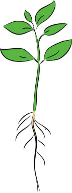 Fide beyaz arka plan üzerinde taslağını  