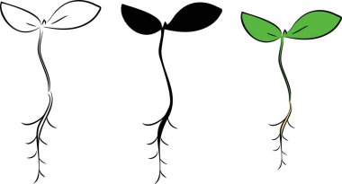 Fide beyaz arka plan üzerinde taslağını  