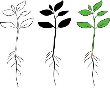 Fide beyaz arka plan üzerinde taslağını  