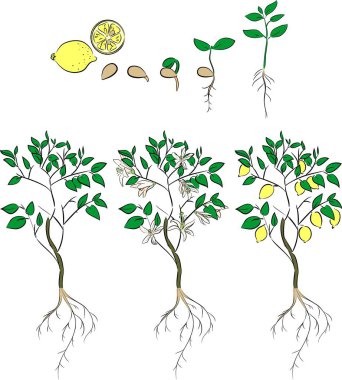 Limon ağacına tohumdan büyüyen bitki. Yaşam döngüsü bitki 