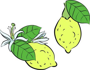 sarı limon çiçekleri ile 