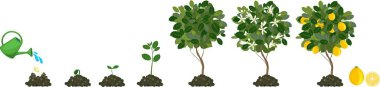Plant growing from seed to lemon tree. Life cycle plant  clipart