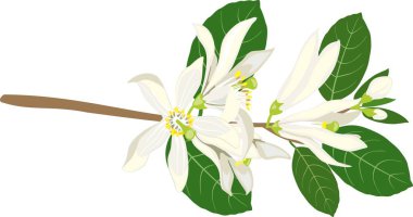 Çiçekli limon ağacının dalını 