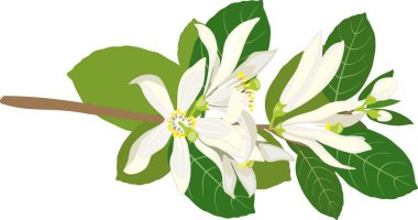 Çiçekli limon ağacının dalını 