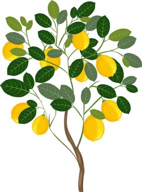 Beyaz arka plan üzerinde küçük limon ağacı  