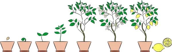 Растение Растет Семян Лимонным Деревьям Завод Жизненного Цикла — стоковый вектор