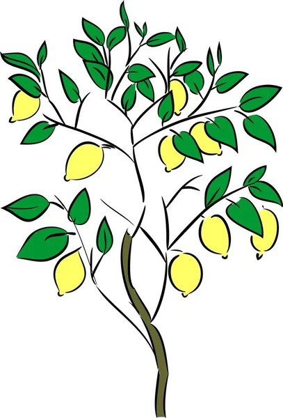 Albero Limone Con Frutta Sfondo Bianco — Vettoriale Stock
