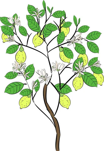 Citronträd Blommor Och Fruiton Vit Bakgrund — Stock vektor