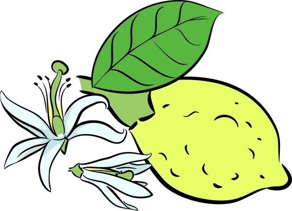 Lemon Kuning Dengan Bunga - Stok Vektor