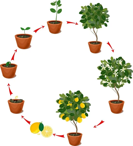 Plant Growing Seed Lemon Tree Life Cycle Plant — Stock Vector