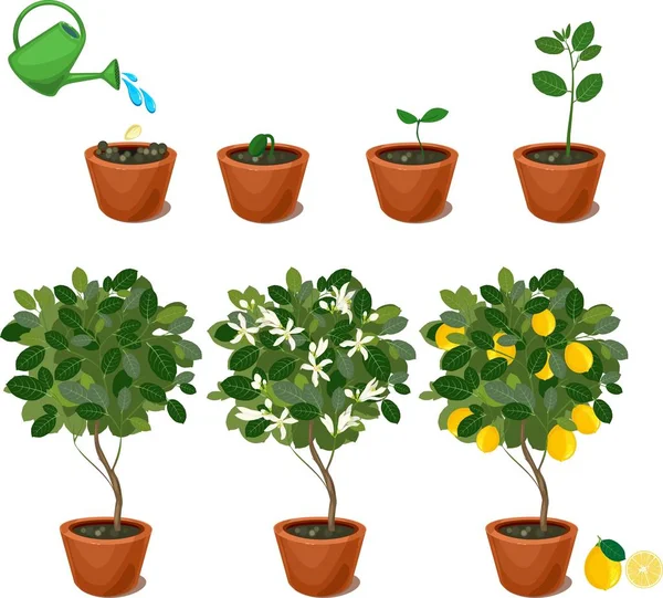 Plant Growing Seed Lemon Tree Life Cycle Plant — Stock Vector