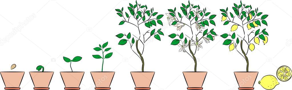 Plant growing from seed to lemon tree. Life cycle plant