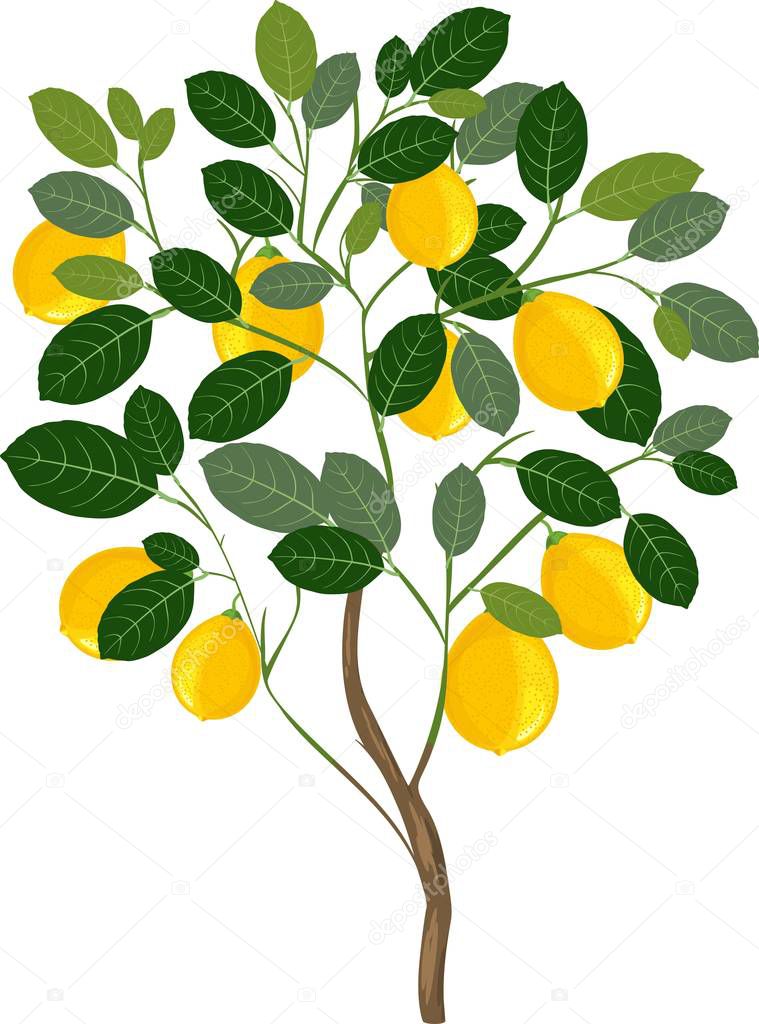 Small lemon tree on white background  